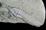 Crinoid Plate ( species) - Crawfordsville, Indiana #94828-3